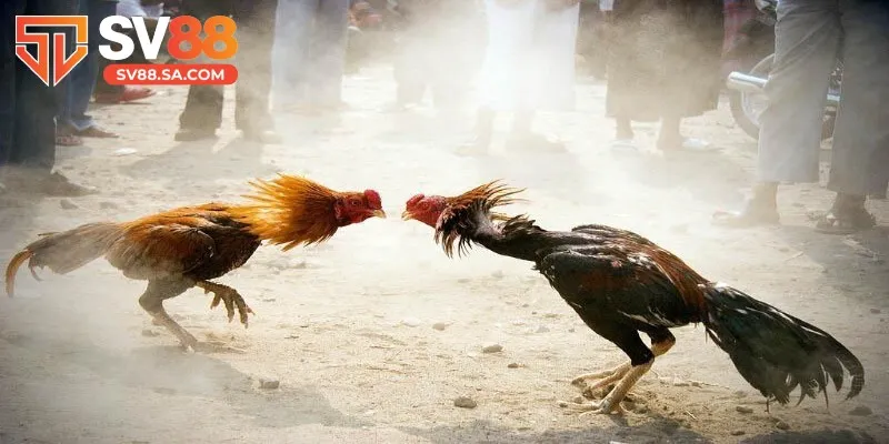 Đá gà trước trận đấu mang lại chiến thắng lên đến 60 – 70%
