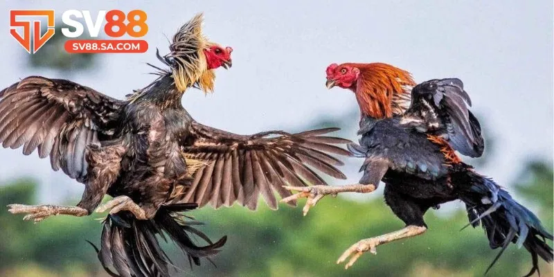 Lựa chọn chiến kê thường xuyên xuất hiện sẽ giúp bạn mang lại chiến thắng cao hơn